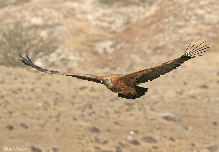 נשר מקראי Griffon Vulture Gyps fulvus                                     נחל סמק,רמת הגולן,נובמבר 2008.צלם:ליאור כסלו